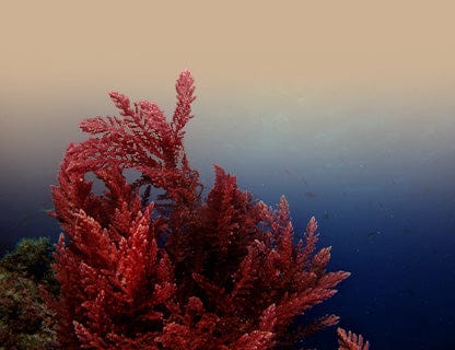 Aquamin F® – proszek z alg, naturalny kompleks wapnia