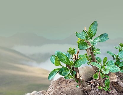 Naprawdę wyjątkowa roślina