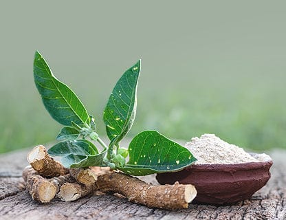 Wykorzystanie korzenia i liści