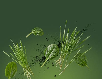 Różnorodne superfoods
