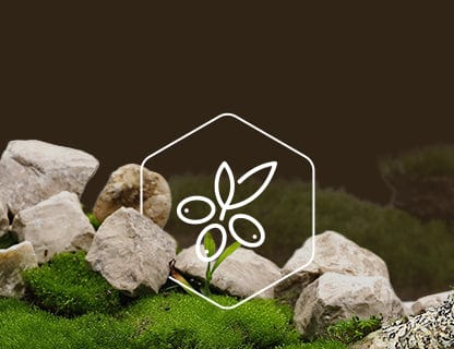 CyanthOX™50, superwyciąg roślinny