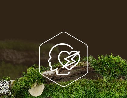 Koenzym Q10, motor komórek