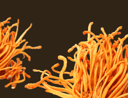 Cordyceps, energia szczytów