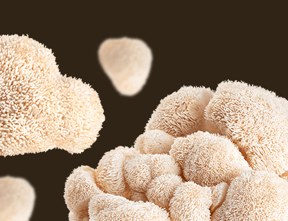 Lion’s Mane, rzadkość dla świeżości umysłu