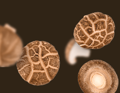 Shiitake, arystokrata Dalekiego Wschodu