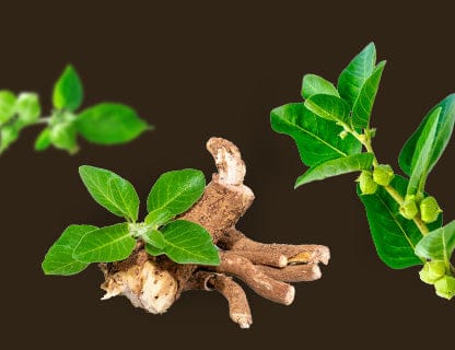 KSM-66® Ashwagandha
