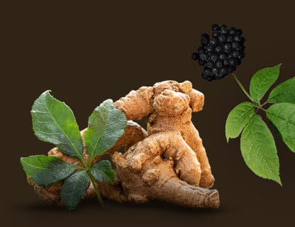 Żeń-szeń syberyjski