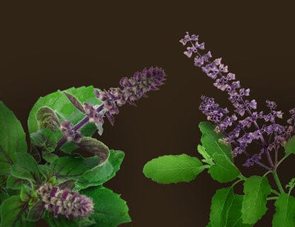 Święta bazylia (tulsi)