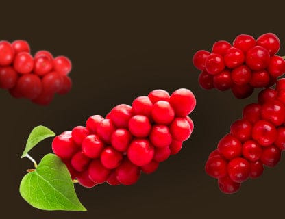 Cytryniec chiński (schisandra)