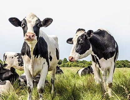 Krowy z wolnego wybiegu, wysokiej jakości mleko, białko klasy premium 🥛✨